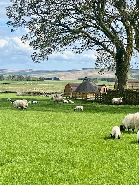 Pod views = Mums and Lambs!